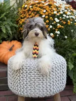 Freedom, a male Miniature Bernedoodle for sale in Mayfield, KY – 9 of 10