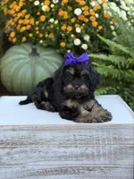 F1 Sally, a female Cavapoo for sale in Mayfield, KY – 6 of 10