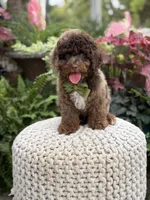 Apollo, a male Cavapoo for sale in Mayfield, KY – 6 of 10