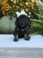 F1 Sasha, a female Cavapoo for sale in Mayfield, KY – 4 of 10
