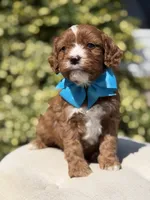 Duke, a male Cavapoo for sale in Mayfield, KY – 2 of 10