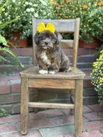 Tessa, a female Shihpoo for sale in Mayfield, KY – 3 of 10