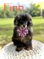 AKC DNA tested Finn, a male Poodle - Miniature  for sale in Mayfield, KY – 2 of 10