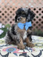 ALC Prince, a male Poodle - Toy  for sale in Mayfield, KY – 2 of 10