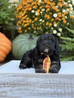 F1 Scout, a male Cavapoo for sale in Mayfield, KY – 8 of 10