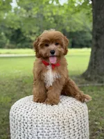 Edison, a male Cavapoo for sale in Mayfield, KY – 7 of 10