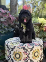 F1 Tyler, a male Bernedoodle for sale in Mayfield, KY – 10 of 10