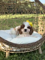 F1 Chloe, a female Cavapoo for sale in Mayfield, KY – 2 of 10