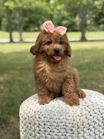Amber , a female Miniature Goldendoodle for sale in Mayfield, KY – 4 of 10