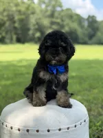 Leo, a male Cavapoo for sale in Mayfield, KY – 5 of 10