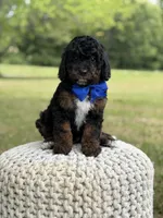 Bentley, a male Miniature Goldendoodle for sale in Mayfield, KY – 2 of 10