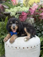 F1B Braxton, a male Bernedoodle for sale in Mayfield, KY – 5 of 10