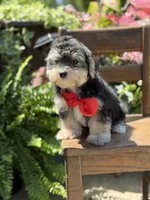 F1B Tucker, a male Maltipoo for sale in Mayfield, KY – 2 of 10
