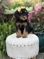 F1B Babs, a female Bernedoodle for sale in Mayfield, KY – 9 of 10