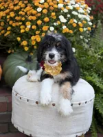 F1 Victoria, a female Bernedoodle for sale in Mayfield, KY – 3 of 10
