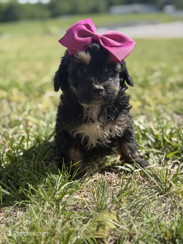 Bernadette  – Cavapoo puppy for sale in Mayfield, KY