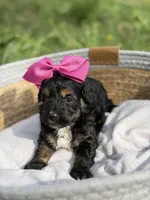 Bernadette , a male Cavapoo for sale in Mayfield, KY – Photo 4 of 5