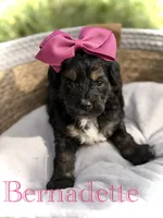 Bernadette , a male Cavapoo for sale in Mayfield, KY – Photo 1 of 5