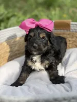 Bernadette , a male Cavapoo for sale in Mayfield, KY – Photo 2 of 5