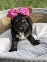 Bernadette , a male Cavapoo for sale in Mayfield, KY – Photo 5 of 5