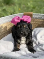Bernadette , a male Cavapoo for sale in Mayfield, KY – Photo 3 of 5