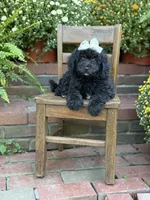 Jasmine, a female Miniature Bernedoodle for sale in Mayfield, KY – 2 of 9