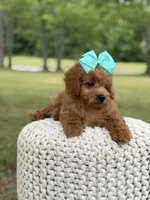 Aurora, a female Miniature Goldendoodle for sale in Mayfield, KY – 6 of 10