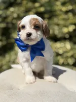 Denim, a male Cavapoo for sale in Mayfield, KY – 8 of 9