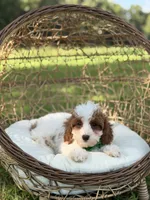 F1B Colton, a male Cavapoo for sale in Mayfield, KY – 10 of 10