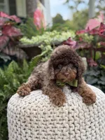Apollo, a male Cavapoo for sale in Mayfield, KY – 10 of 10