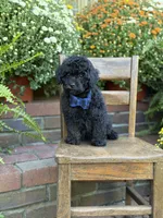 Theo, a male Shihpoo for sale in Mayfield, KY – 5 of 10