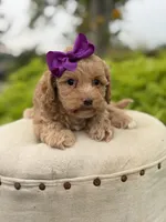 Ansley, a female Cavapoo for sale in Mayfield, KY – 2 of 5