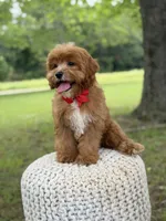 Edison, a male Cavapoo for sale in Mayfield, KY – 2 of 10