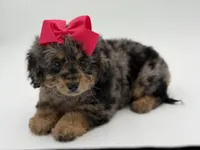 F1BB Daisy, a female Miniature Bernedoodle for sale in Mayfield, KY – Photo 10 of 10