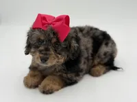 F1BB Daisy, a female Miniature Bernedoodle for sale in Mayfield, KY – Photo 2 of 10
