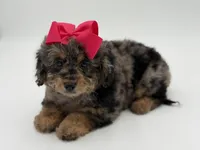 F1BB Daisy, a female Miniature Bernedoodle for sale in Mayfield, KY – Photo 3 of 10