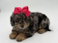 F1BB Daisy, a female Miniature Bernedoodle for sale in Mayfield, KY – Photo 6 of 10