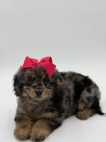 F1BB Daisy, a female Miniature Bernedoodle for sale in Mayfield, KY – Photo 9 of 10