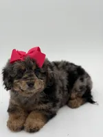 F1BB Daisy, a female Miniature Bernedoodle for sale in Mayfield, KY – Photo 7 of 10