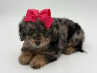 F1BB Daisy, a female Miniature Bernedoodle for sale in Mayfield, KY – Photo 8 of 10