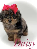 F1BB Daisy, a female Miniature Bernedoodle for sale in Mayfield, KY – Photo 1 of 10