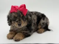 F1BB Daisy, a female Miniature Bernedoodle for sale in Mayfield, KY – Photo 5 of 10