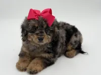 F1BB Daisy, a female Miniature Bernedoodle for sale in Mayfield, KY – Photo 4 of 10