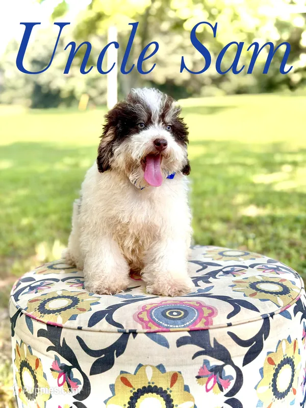 Uncle Sam  – Miniature Bernedoodle puppy for sale in Mayfield, KY