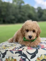 F1B Lucky, a male Cavapoo for sale in Mayfield, KY – 4 of 10