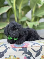 Ethan, a male Miniature Bernedoodle for sale in Mayfield, KY – 5 of 5