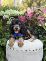 F1B Braxton, a male Bernedoodle for sale in Mayfield, KY – 6 of 10
