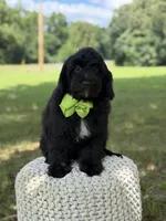 Mario, a male Miniature Goldendoodle for sale in Mayfield, KY – 9 of 10