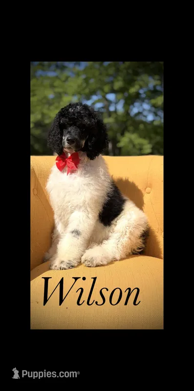 AKC Wilson  – Poodle - Multi-Colored Standard puppy for sale in Mayfield, KY