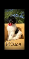 AKC Wilson , a male Poodle - Multi-Colored Standard for sale in Mayfield, KY – 1 of 10